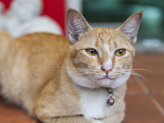 Cuánto Cuesta Castrar un Gato