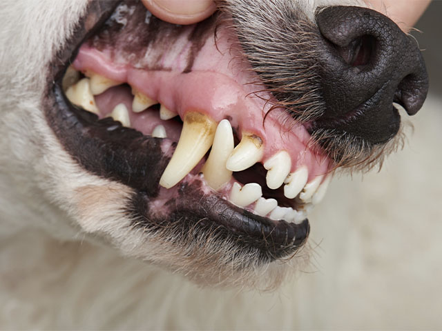 Cuánto cuesta una limpieza dental en perros