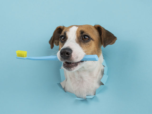 Cuánto cuesta una limpieza dental en perros