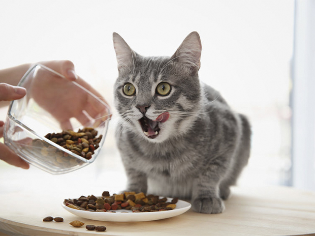 comida húmeda para gatos