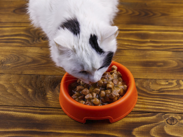 comida húmeda para gatos