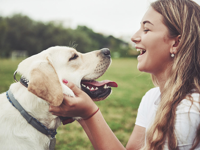 ¿Son efectivos los collares antiparasitarios para perros?