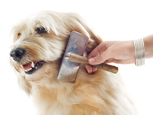 Los mejores cepillos para perros