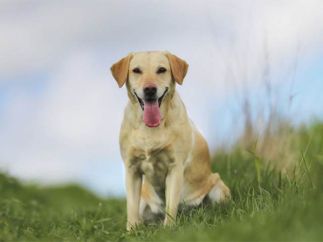 ¿Quieres saber cuáles son las razas de perros más inteligentes?