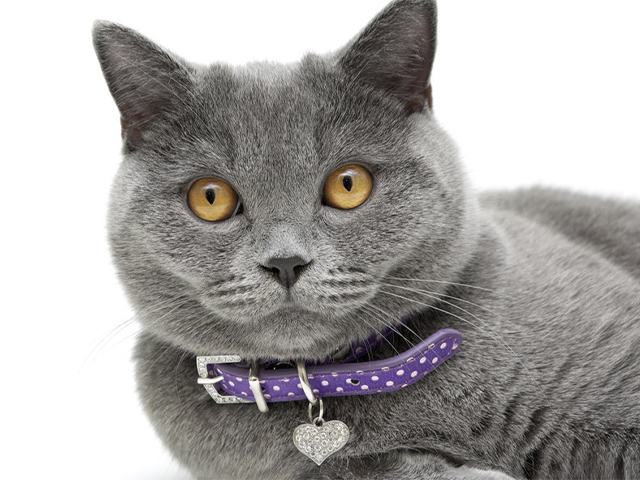 ¿Es útil usar un collar para gato?
