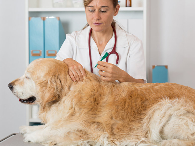 Leishmaniasis en perros: tratamiento