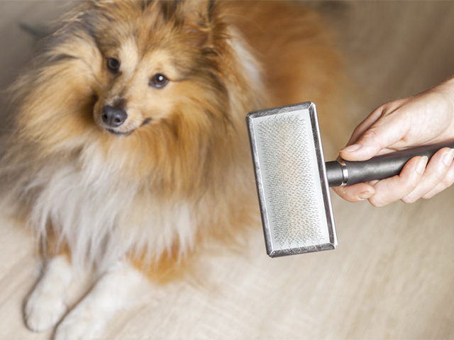 ¿Sabes cuál es el mejor cepillo para perros?