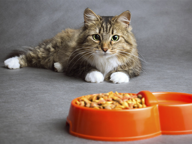 Comida para gatos: cuál elegir