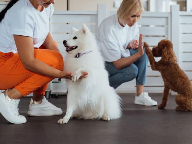 cuánto cuesta adiestrar a un perro