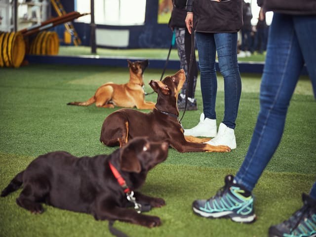 cuánto cuesta adiestrar a un perro