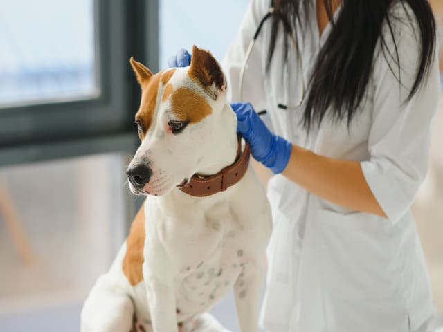 cuánto cuesta poner el chip a un perro