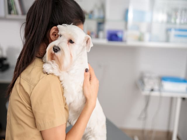 cuánto cuesta poner el chip a un perro