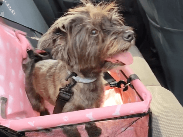 Ella es la perrita de Teresa, la verdadera ganadora del regalo: Transportin de perros para coche. En realidad una bolsa plegable para trasnportar tanto perros como gatos,