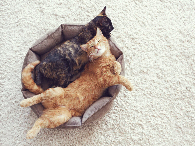 camas para gatos