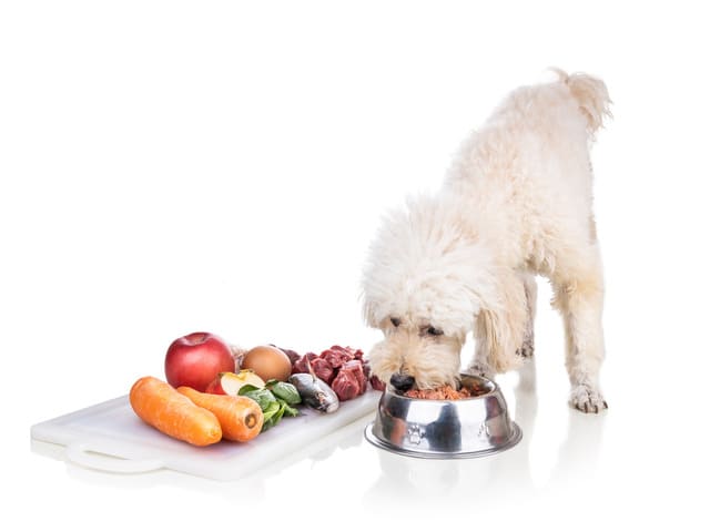 comida para perros natural