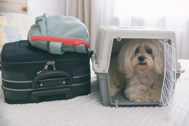 cuánto cuesta llevar un perro en avion