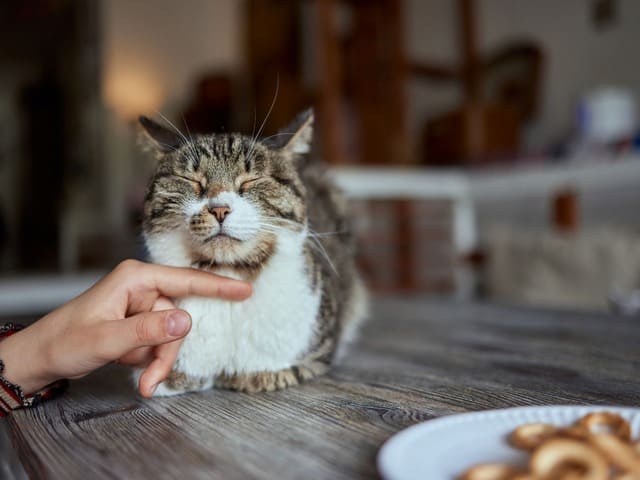 malta para gatos