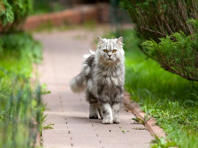 malta para gatos