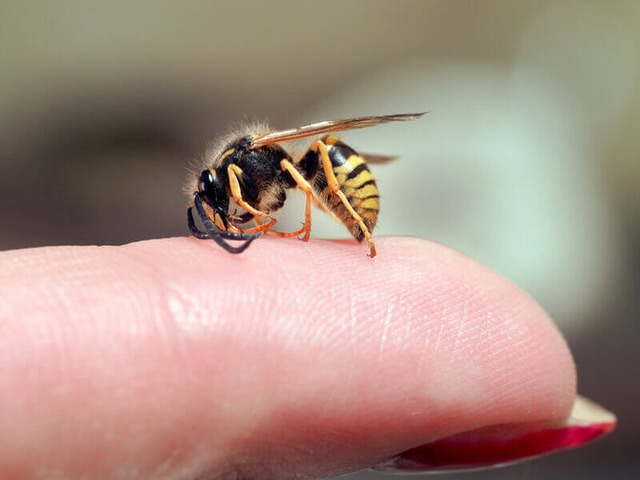 picadura de avispa